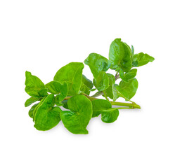 Fresh watercress isolated on white background