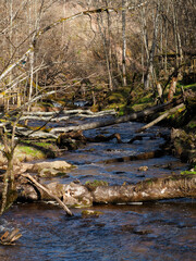Spring in nature. Decorated Latvian nature walking trail, the river flows in the forest and park, among stones, moss and trees. Fallen old trees on the ground and in the water