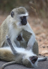 Grüne Meerkatze / Vervet monkey / Cercopithecus aethiops .