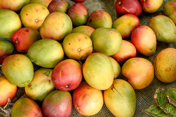 Mango is the national fruit of some countries like India, Pakistan and the Philippines. In Indian cuisine it is used in dishes made with curries. trees of the genus Mangifera,