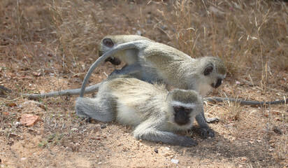 Grüne Meerkatze / Vervet monkey / Cercopithecus aethiops .