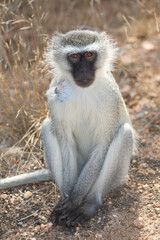 Grüne Meerkatze / Vervet monkey / Cercopithecus aethiops .