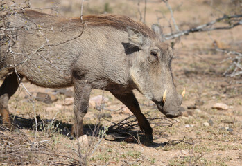 Warzenschwein / Warthog / Phacochoerus africanus