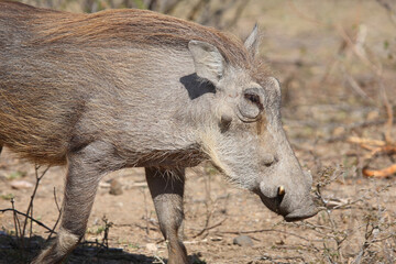 Warzenschwein / Warthog / Phacochoerus africanus