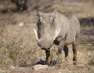 Fototapeta premium Warzenschwein / Warthog / Phacochoerus africanus