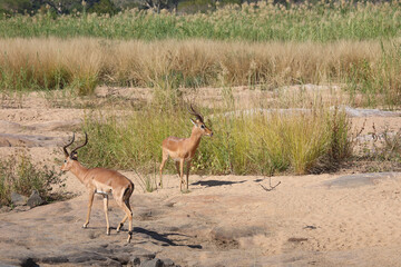 Schwarzfersenantilope / Impala / Aepyceros melampus
