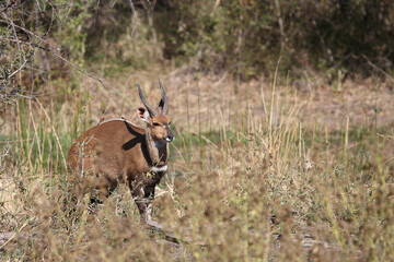 Buschbock und Rotschnabel-Madenhacker / Bushbuck and Red-billed oxpecker / Tregelaphus scriptus et Buphagus erythrorhynchus