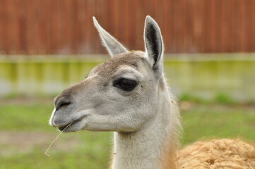 Animals are a traditionally (since the time of Aristotle) distinguished category of organisms, currently considered as a biological kingdom. Animals are the main object of zoology study.