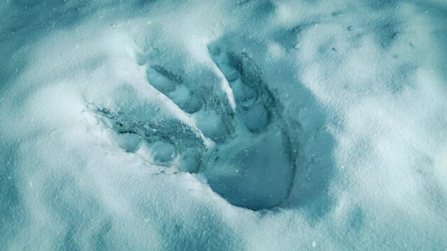 Monster Footprint In Thick Snow