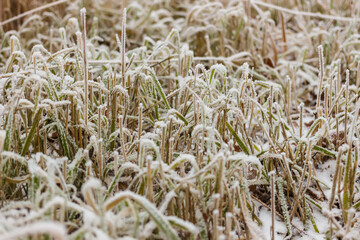 green grass in the frost in the park