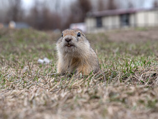 A gopher is  peering out of its hole in a grassy area.