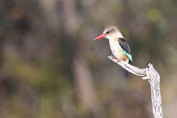 Braunkopfliest / Brown-hooded kingfisher / Halcyon albiventris