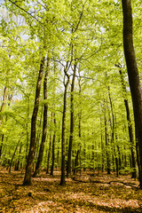 Fototapeta premium Beautiful spring deciduous forest, deciduous forest texture.