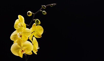 Fototapeta na wymiar Flowers of yellow Orchid Sahara phalaenopsis on black background. Beautiful home plants. Selective focus. Copy space for your text..