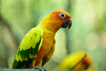 Several colorful parrots are resting on the fence. This lovebird lives in the wild and can be housed with house pets. cute wildlife concept