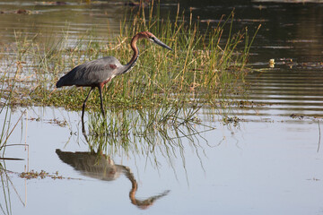 Obraz premium Goliathreiher / Goliath heron / Ardea goliath.