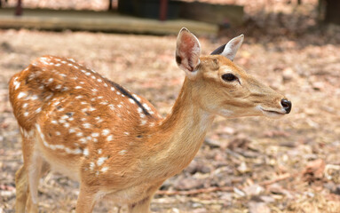Female sika deer looking into camera cute wildlife concept Brown Deer, Animal, Zoo