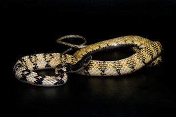 Portrait of a tropidonophis halmahericus keelback snake native to halmahera island, indonesia on a solid black background 