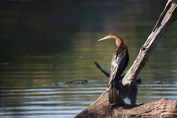 Afrikanischer Schlangenhalsvogel / African darter / Anhinga rufa