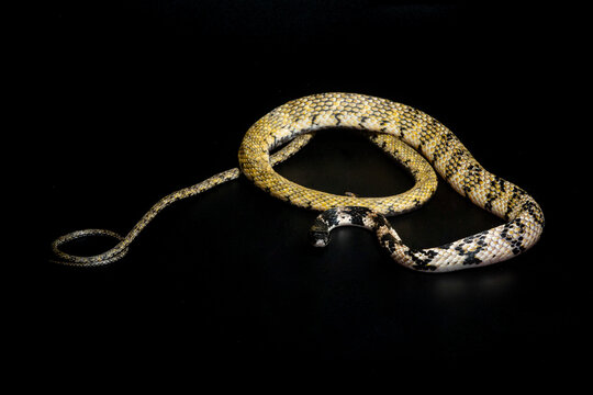 Portrait of a tropidonophis halmahericus keelback snake native to halmahera island, indonesia on a solid black background 