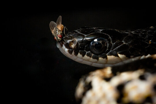Close up Portrait of a tropidonophis halmahericus keelback snake native to halmahera island, indonesia with a fly on its snout over a solid black background 