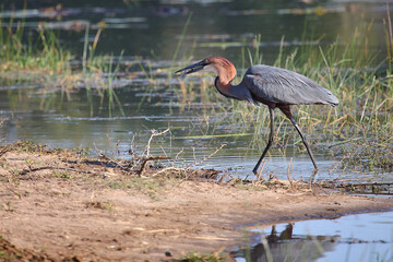 Goliathreiher / Goliath heron / Ardea goliath