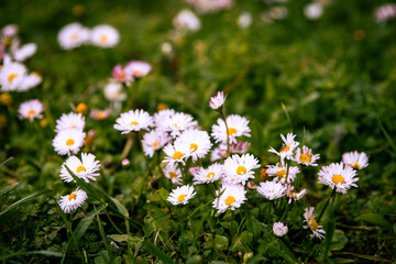 Bellis perennis, commonly known as the daisy, is a delightful flower that can be found in meadows, gardens, and fields across the world. Its sunny yellow center is surrounded by a ring. © daniel