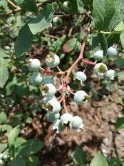 Zielona Borówka © Julia