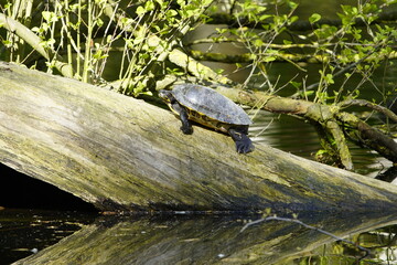 European pond turtle (Emys orbicularis) family Emydidae. Location: Hanover-Herrenhausen, Germany.