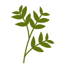 Botanical leaves illustration.plant leaves