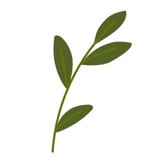 Botanical leaves illustration.plant leaves