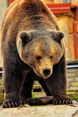 Obraz premium Animals are a traditionally (since the time of Aristotle) distinguished category of organisms, currently considered as a biological kingdom. Animals are the main object of zoology study.