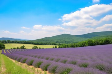 lavender field with view of rolling hills and clear blue sky, created with generative ai