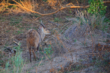 Buschbock / Bushbuck / Tregelaphus scriptus