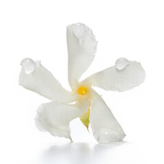 Single jasmine flower with droplets of water. White flower with dew or moisture on thin and...