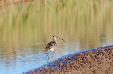 Curlew, Numenius arquata, strolling along in a wetlands pool