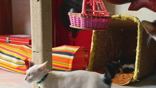 Playful cats trying to reach for a hanging toy, candid genuine moment of home life with pets