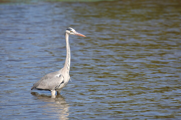 Afrikanischer Graureiher / Grey heron / Ardea cinerea