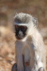 Grüne Meerkatze / Vervet monkey / Cercopithecus aethiops .