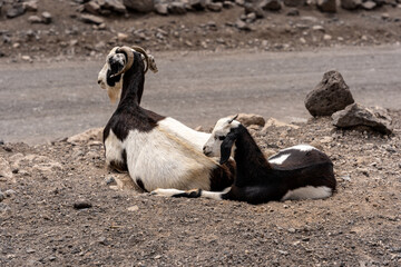 Cabras majoreras negra y blanco echadas en rocas