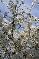 Cherry blossoms are so beautiful in spring. 