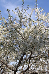 Cherry blossoms are so beautiful in spring. 