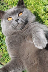 My cat loves to sleep and walk in sunny weather.