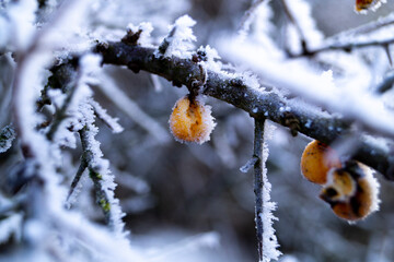 Close up of a frozen yellow berry on a frozen tree branch