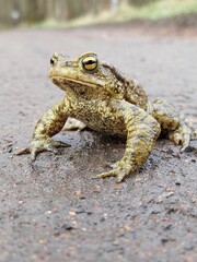 Frog on wet road.