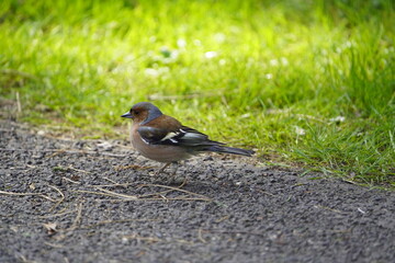 Common chaffinch male foraging (Fringilla coelebs) Hanover, Germany.