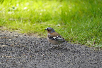 Common chaffinch male foraging (Fringilla coelebs) Hanover, Germany.