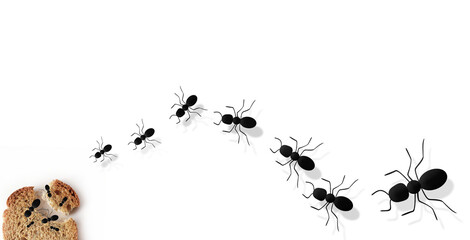 Many ants on a white background. Ants eat bread. Food for insects.