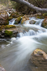 Fototapeta premium splendide lunghe esposizioni dell'acqua in questo torrente di montagna con sassi coperti di bel muschio verde, torrente nelle dolomiti