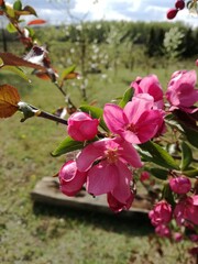 Różowe kwiaty rajskiego jabuszka © Julia